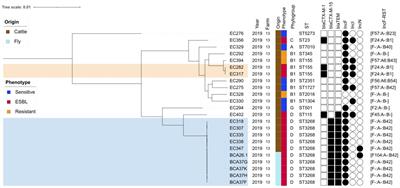 The fly route of extended-spectrum-β-lactamase-producing Enterobacteriaceae dissemination in a cattle farm: from the ecosystem to the molecular scale